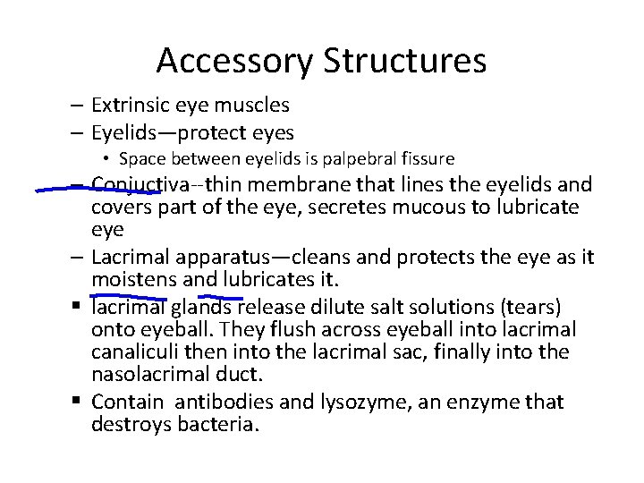 Accessory Structures – Extrinsic eye muscles – Eyelids—protect eyes • Space between eyelids is