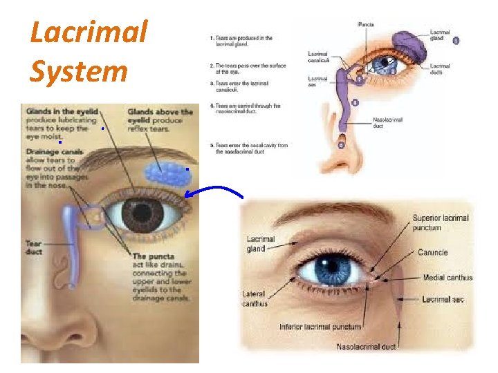 Lacrimal System 