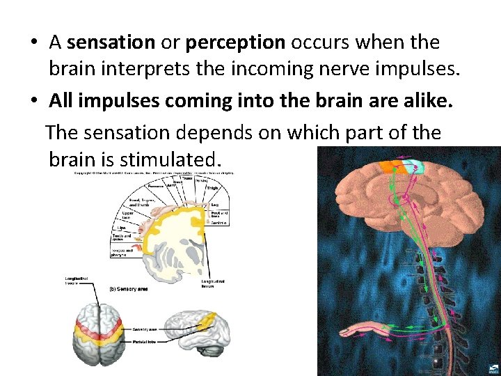  • A sensation or perception occurs when the brain interprets the incoming nerve