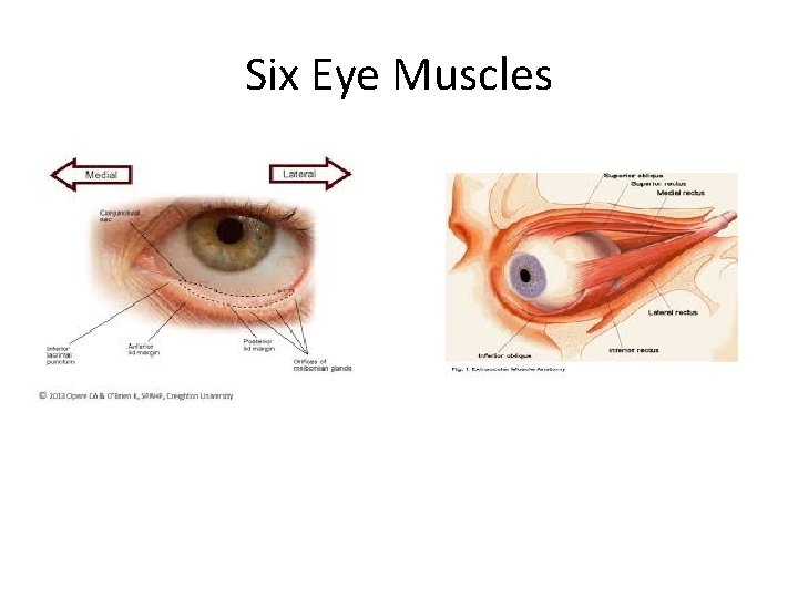 Six Eye Muscles 