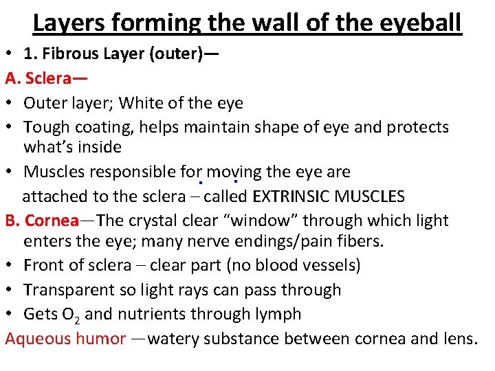 Layers forming the wall of the eyeball • 1. Fibrous Layer (outer)— A. Sclera—