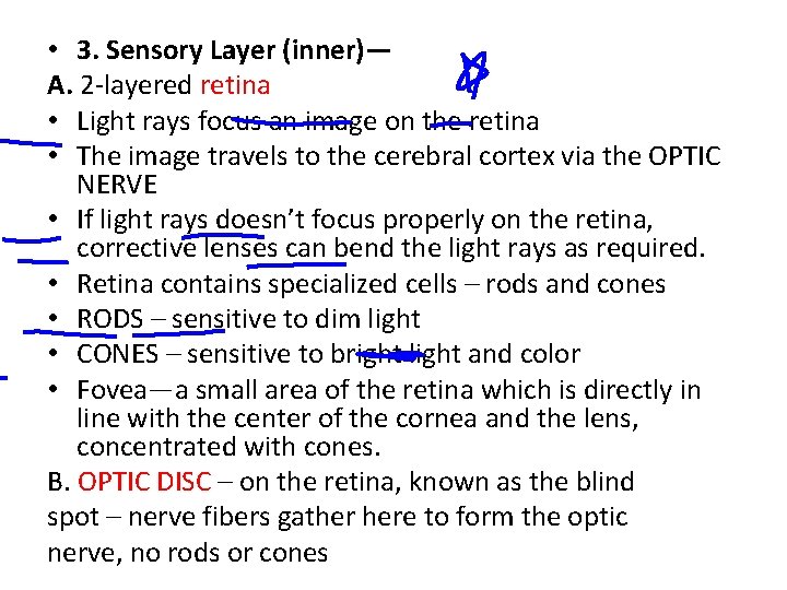  • 3. Sensory Layer (inner)— A. 2 -layered retina • Light rays focus