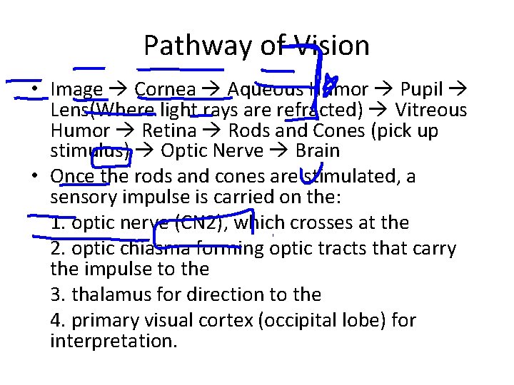 Pathway of Vision • Image Cornea Aqueous Humor Pupil Lens(Where light rays are refracted)