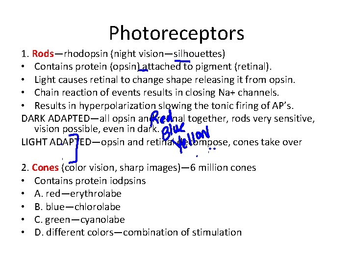 Photoreceptors 1. Rods—rhodopsin (night vision—silhouettes) • Contains protein (opsin) attached to pigment (retinal). •