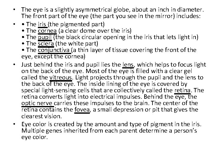  • The eye is a slightly asymmetrical globe, about an inch in diameter.