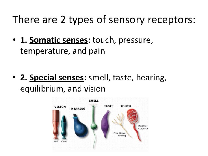 There are 2 types of sensory receptors: • 1. Somatic senses: touch, pressure, temperature,