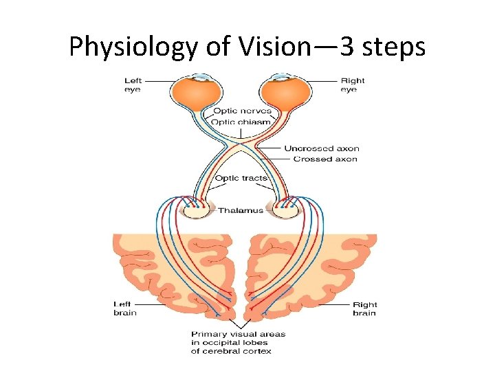 Physiology of Vision— 3 steps 