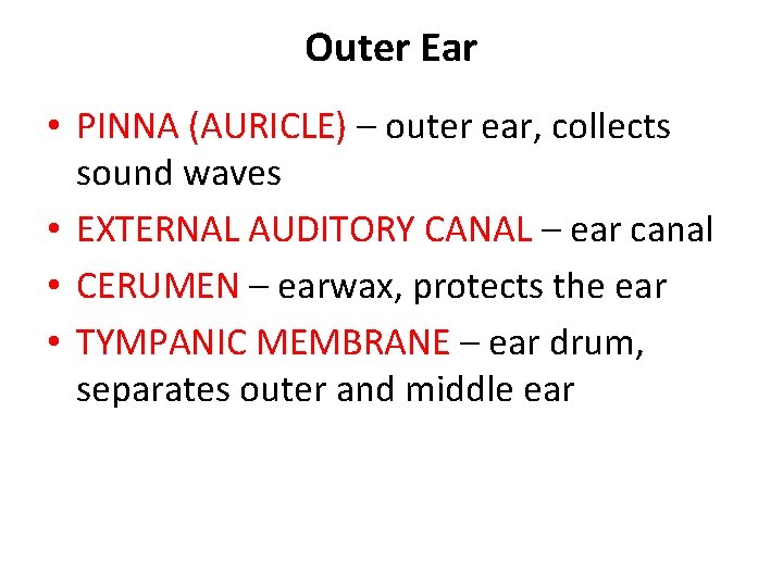 Outer Ear • PINNA (AURICLE) – outer ear, collects sound waves • EXTERNAL AUDITORY