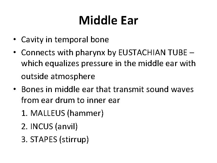 Middle Ear • Cavity in temporal bone • Connects with pharynx by EUSTACHIAN TUBE