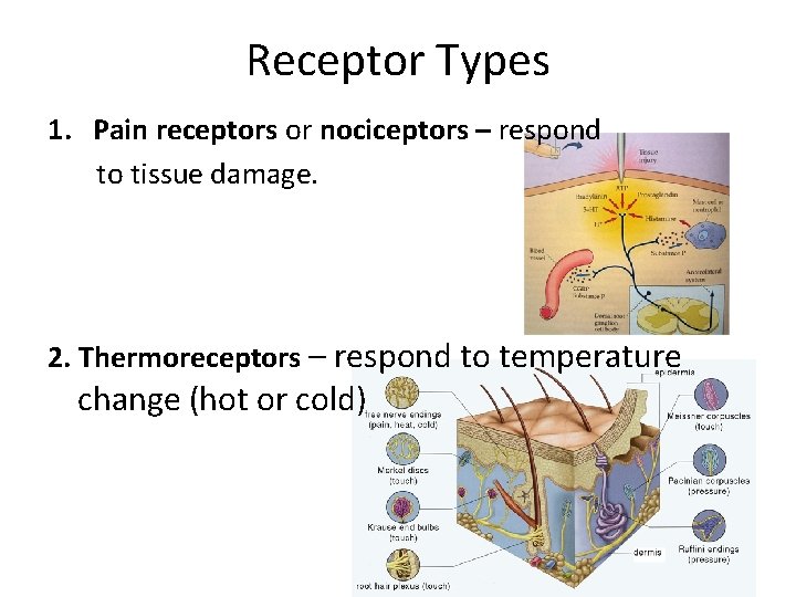 Receptor Types 1. Pain receptors or nociceptors – respond to tissue damage. 2. Thermoreceptors