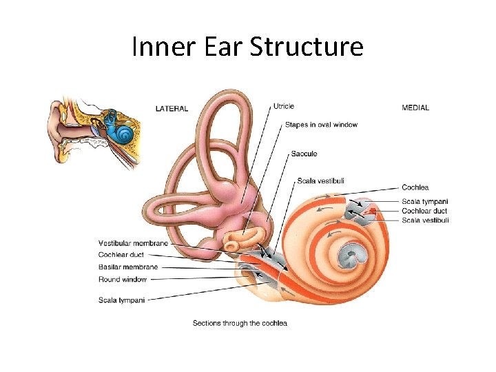 Inner Ear Structure 