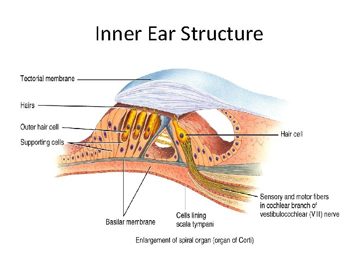 Inner Ear Structure 