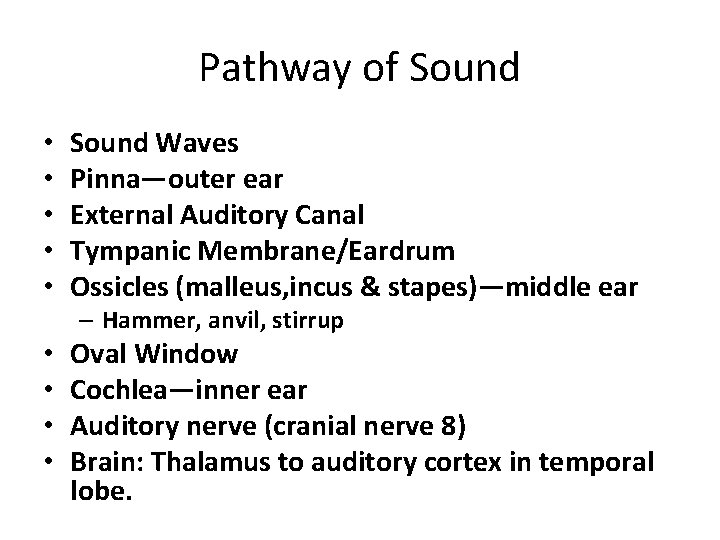 Pathway of Sound • • • Sound Waves Pinna—outer ear External Auditory Canal Tympanic