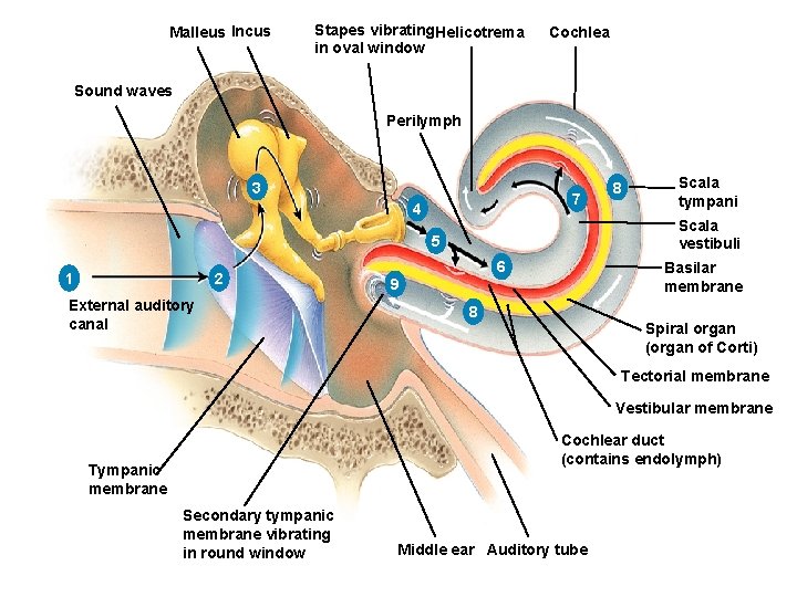 Malleus Incus Stapes vibrating. Helicotrema in oval window Cochlea Sound waves Perilymph 3 7