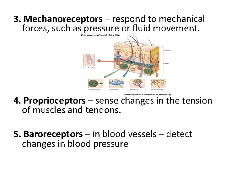 3. Mechanoreceptors – respond to mechanical forces, such as pressure or fluid movement. 4.