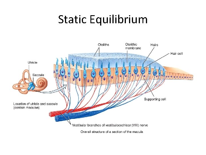 Static Equilibrium 