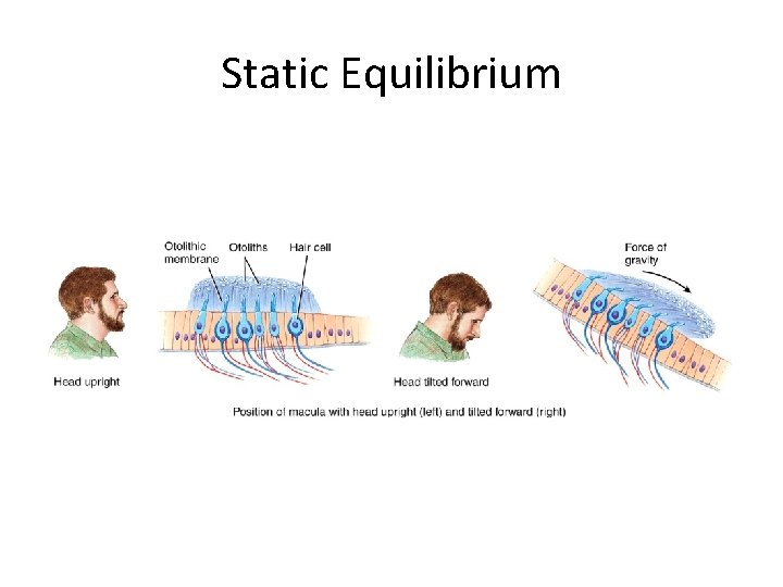 Static Equilibrium 