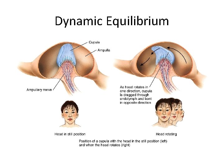 Dynamic Equilibrium 