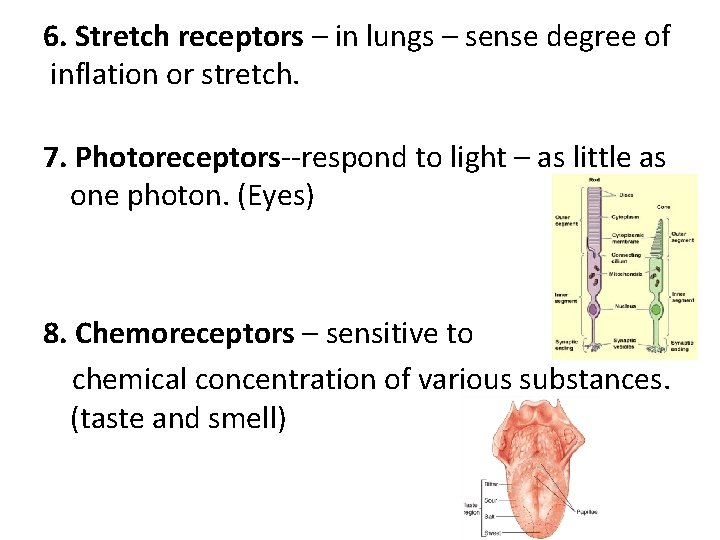 6. Stretch receptors – in lungs – sense degree of inflation or stretch. 7.