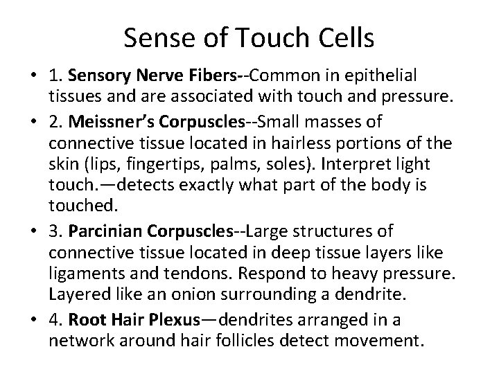 Sense of Touch Cells • 1. Sensory Nerve Fibers--Common in epithelial tissues and are