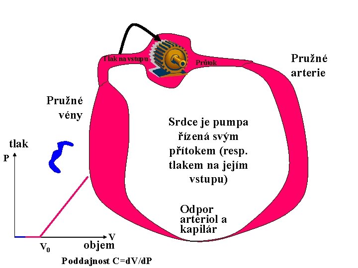 Tlak na vstupu Pružné vény Srdce je pumpa řízená svým přítokem (resp. tlakem na