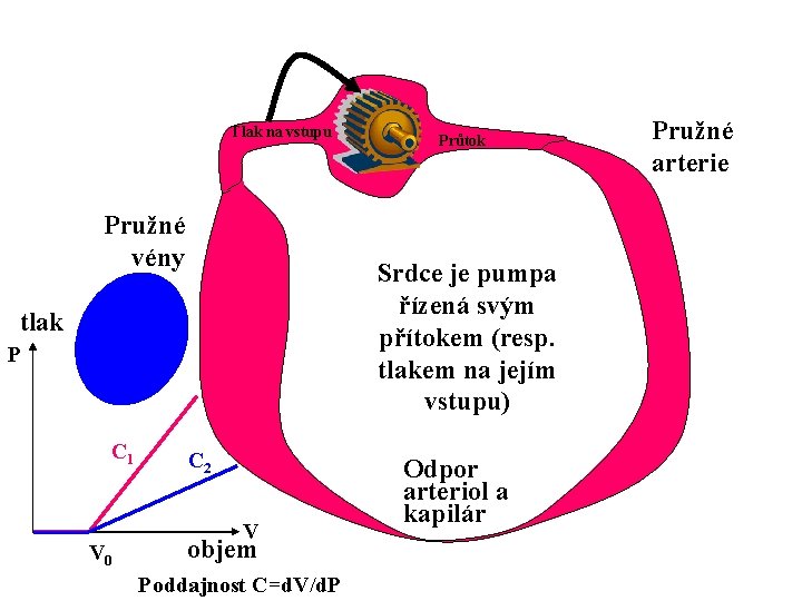 Tlak na vstupu Pružné vény Srdce je pumpa řízená svým přítokem (resp. tlakem na