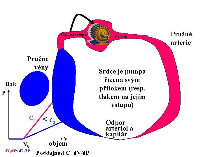 Tlak na vstupu Pružné vény Srdce je pumpa řízená svým přítokem (resp. tlakem na