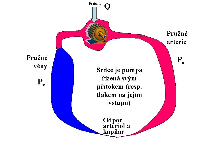Průtok Q Pružné arterie Pružné vény Pv Pa Srdce je pumpa řízená svým přítokem