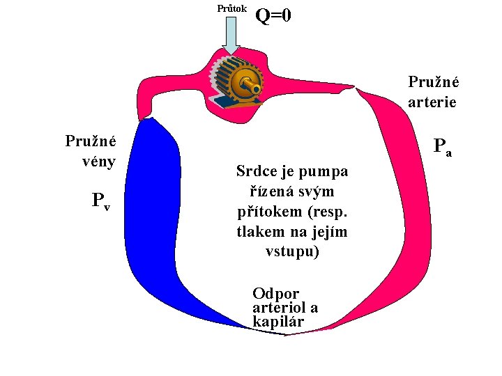 Průtok Q=0 Pružné arterie Pružné vény Pv Pa Srdce je pumpa řízená svým přítokem