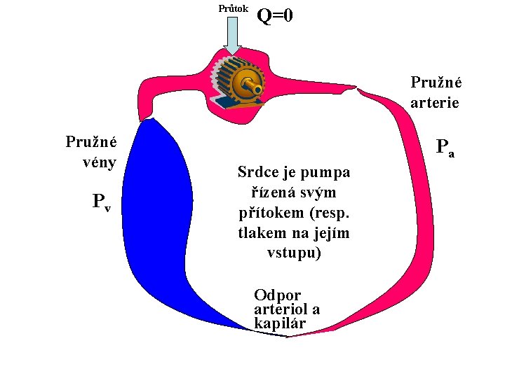 Průtok Q=0 Pružné arterie Pružné vény Pv Pa Srdce je pumpa řízená svým přítokem