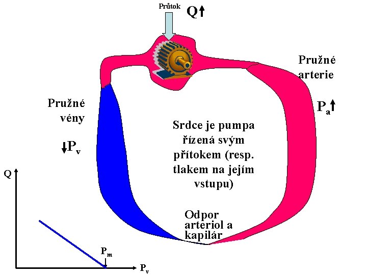 Průtok Q Pružné arterie Pružné vény Pa Srdce je pumpa řízená svým přítokem (resp.