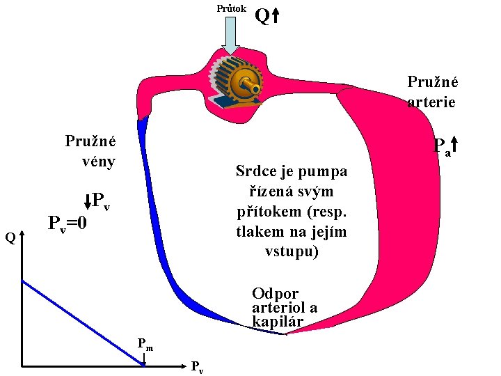 Průtok Q Pružné arterie Pružné vény Q Pv=0 Pa Srdce je pumpa řízená svým
