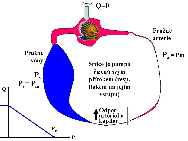 Průtok Q=0 Pružné arterie Pružné vény Q Pa = Pm Srdce je pumpa řízená