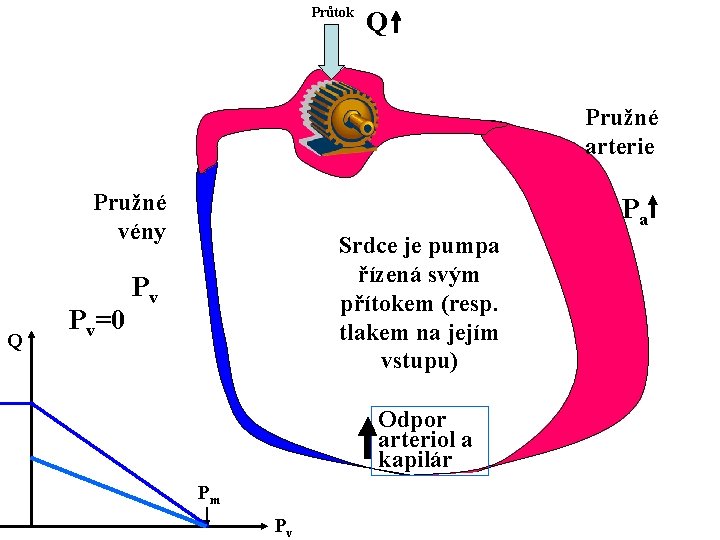 Průtok Q Pružné arterie Pružné vény Q Pv=0 Pa Srdce je pumpa řízená svým