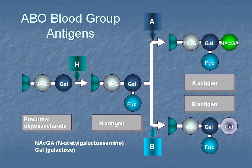 ABO Blood Group Antigens A NAG Gal Precursor oligosaccharide NAc. GA Fuc H NAG