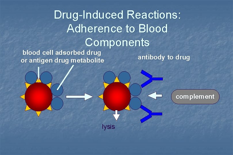 Drug-Induced Reactions: Adherence to Blood Components blood cell adsorbed drug or antigen drug metabolite