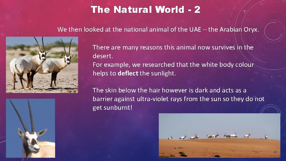 The Natural World - 2 We then looked at the national animal of the