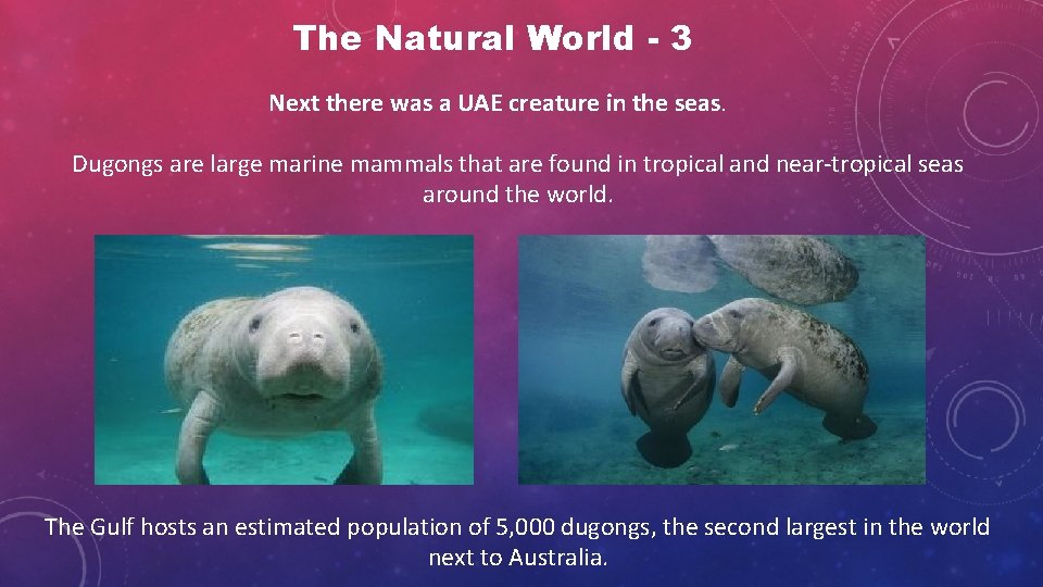 The Natural World - 3 Next there was a UAE creature in the seas.
