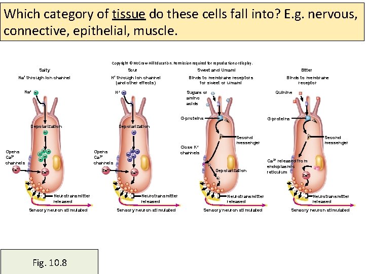 Which category of tissue do these cells fall into? E. g. nervous, connective, epithelial,