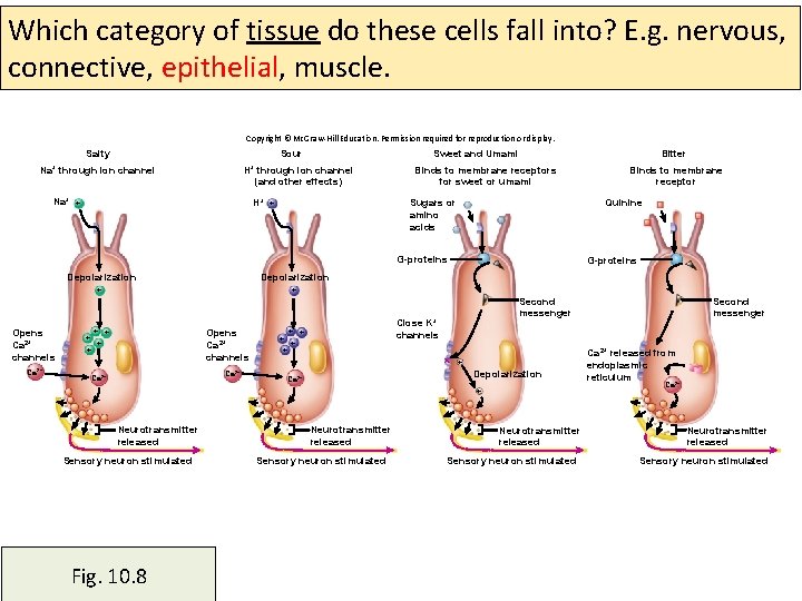 Which category of tissue do these cells fall into? E. g. nervous, connective, epithelial,
