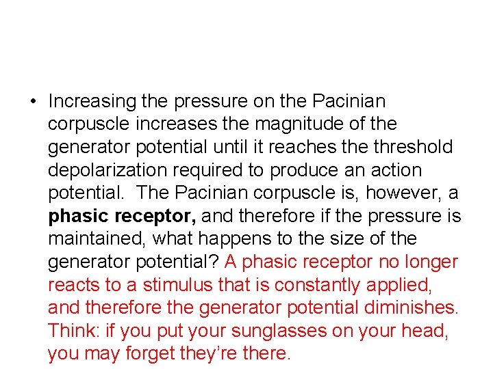  • Increasing the pressure on the Pacinian corpuscle increases the magnitude of the