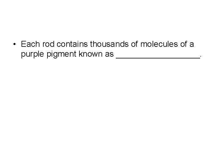 • Each rod contains thousands of molecules of a purple pigment known as