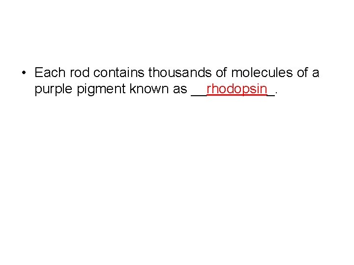  • Each rod contains thousands of molecules of a purple pigment known as