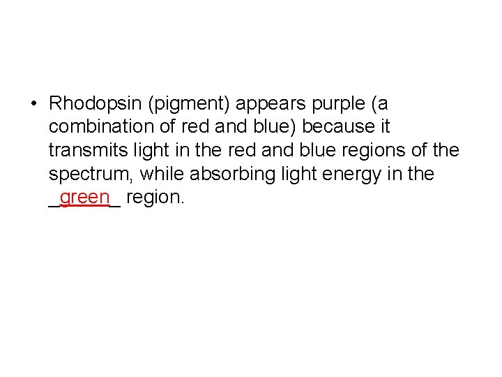  • Rhodopsin (pigment) appears purple (a combination of red and blue) because it