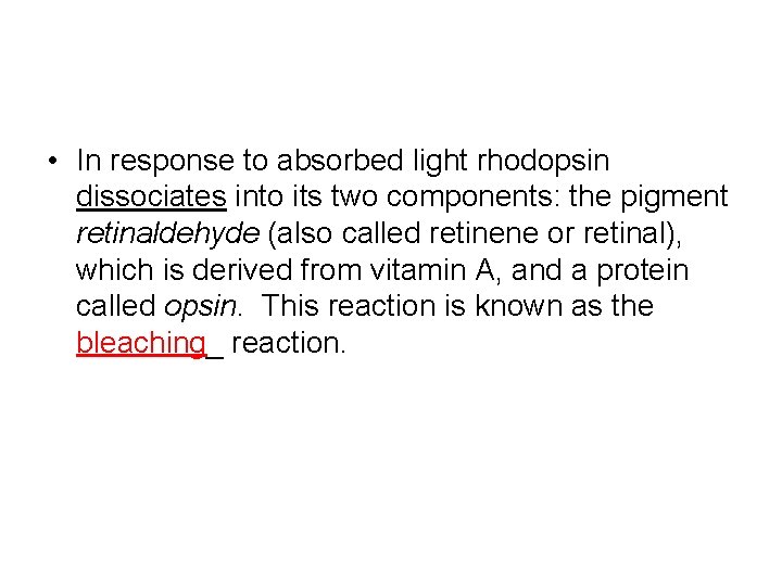  • In response to absorbed light rhodopsin dissociates into its two components: the
