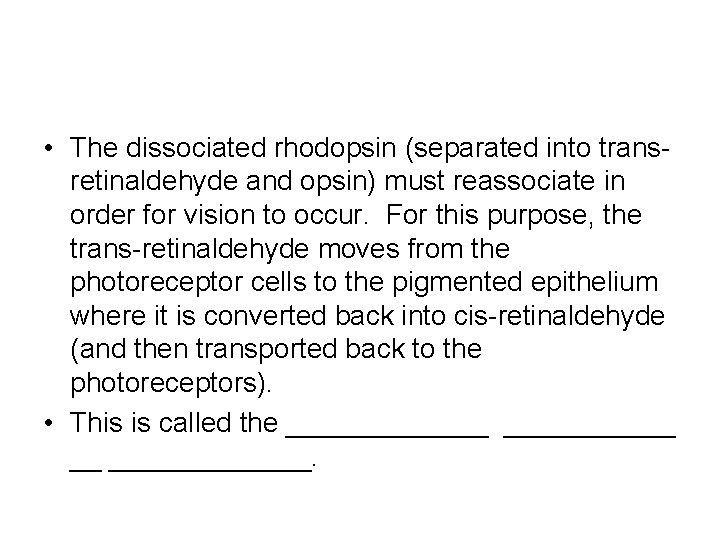  • The dissociated rhodopsin (separated into transretinaldehyde and opsin) must reassociate in order