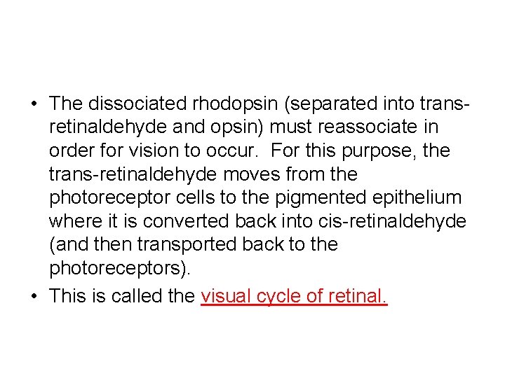 • The dissociated rhodopsin (separated into transretinaldehyde and opsin) must reassociate in order