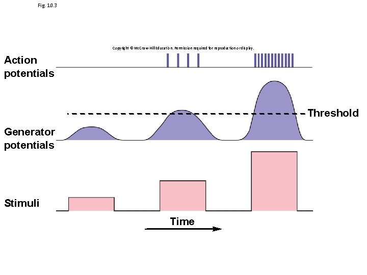 Fig. 10. 3 Copyright © Mc. Graw-Hill Education. Permission required for reproduction or display.