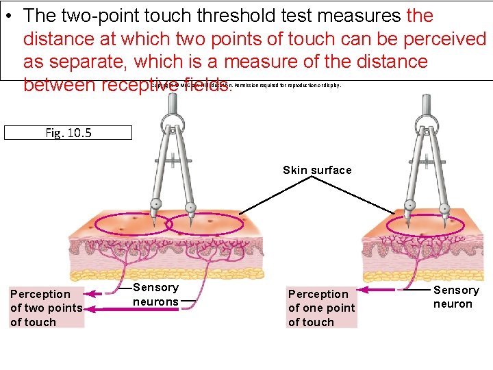  • The two-point touch threshold test measures the distance at which two points