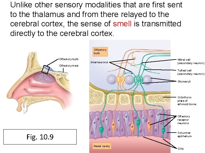 Unlike other sensory modalities that are first sent to the thalamus and from there